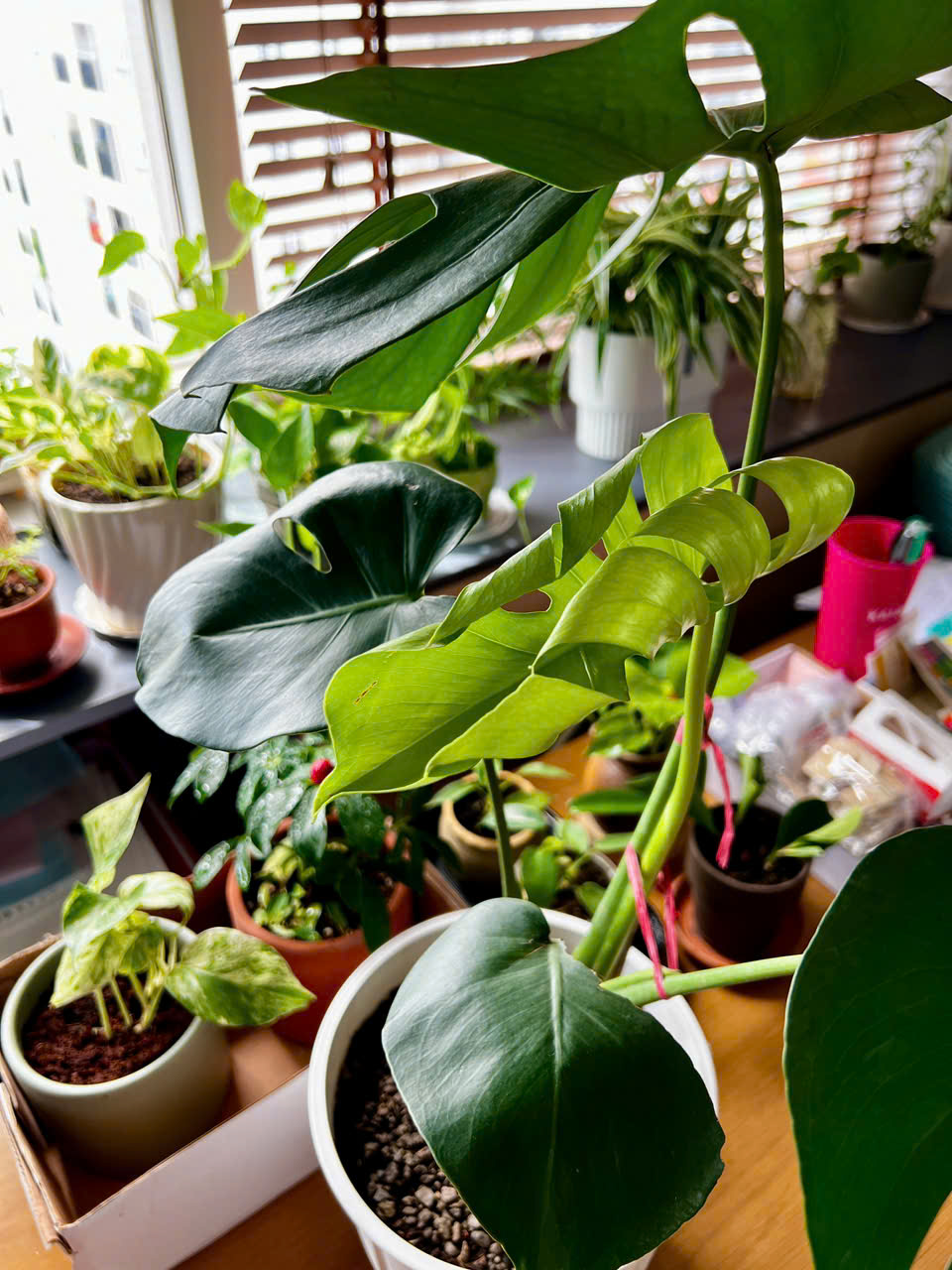 z7226021348175_d56516751f6273e9b044754a5e63594f